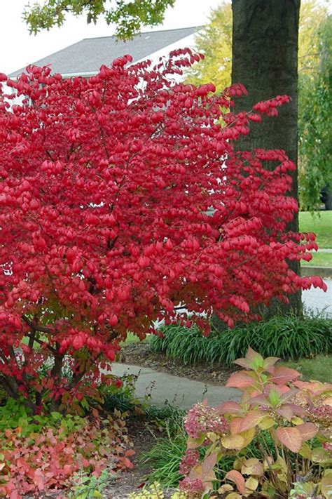 Buy Dwarf Burning Bush Free Shipping Wilson Bros Gardens Gallon