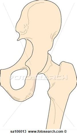 Hip Joints Clip Art Library