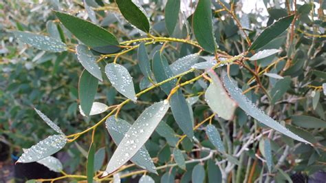 Eucalyptus Pauciflora Subsp Niphophila Mt Bogong Dwarf Alpine Snow