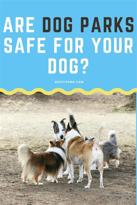 Dog Park Safety Tips: Is Your Dog Safe at Dog Parks?