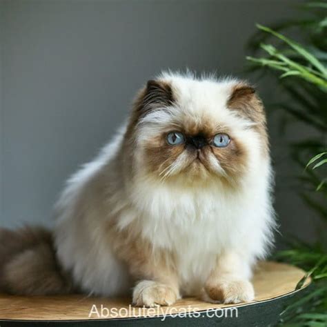 Ultimate Guide to Himalayan Persian Cat Care for a Happy & Healthy ...