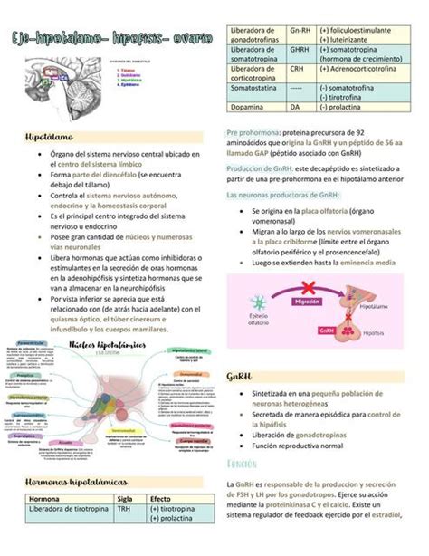 Eje hipotálamo hipófisis ovario Hami notes uDocz