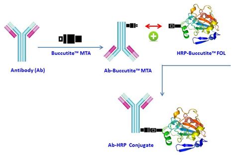 Buccutite™ Peroxidase Hrp Antibody Conjugation Kit Optimized For Labeling 25 Ug Protein