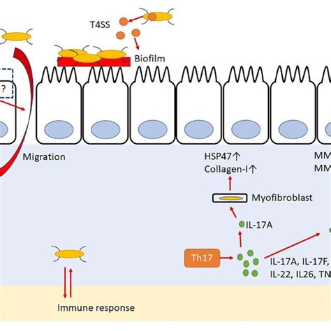 Yersiniabactin Secreted By Adherent Invasive Escherichia Coli Aiec Download Scientific