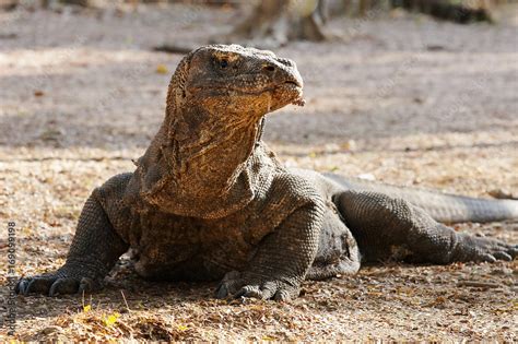 Komodo dragon, famous reptile lizard species. The habitat on Komodo and ...