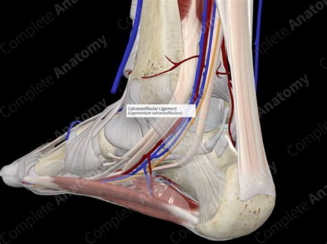 Calcaneofibular Ligament | Complete Anatomy