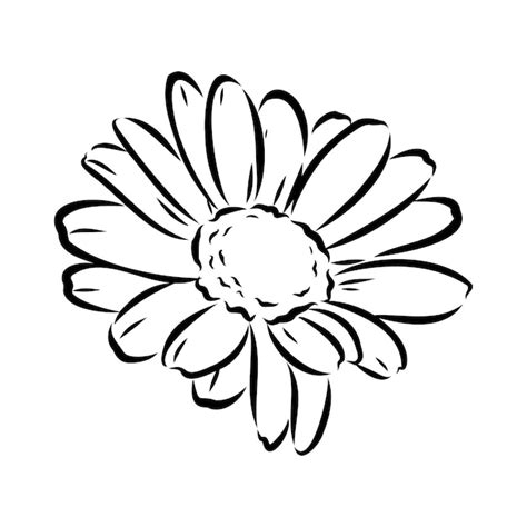 Premium Vector Daisy Flower Line Art Drawing Vector Hand Drawn