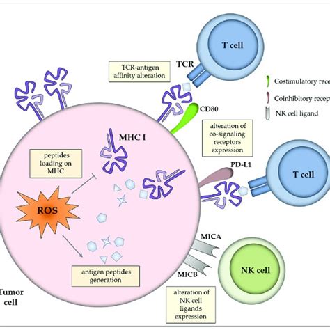 Summary Of Ros Functions And Effects On Immune Cells Download Scientific Diagram