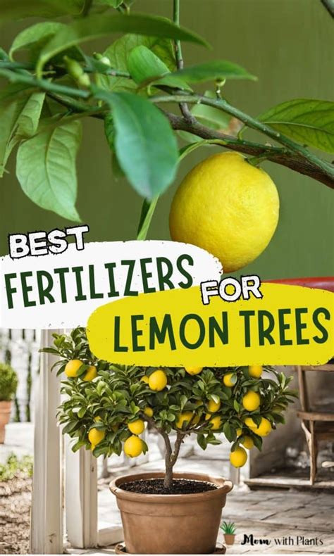 Best fertilizer for Meyer lemon tree (in 2024) - Mom with Plants