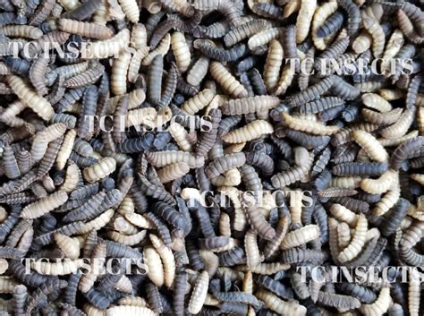 Black Soldier Fly Larvae For Sale - TC INSECTS