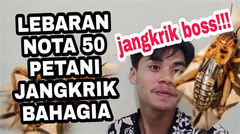 Budidaya Jangkrik Untuk Pemula Youtube