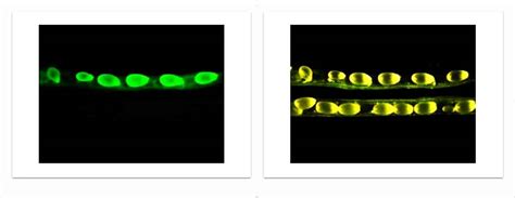 Plant Transformation Lab