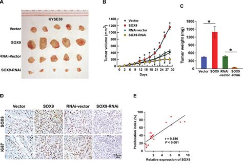 Upregulation Of Sex Determining Region Y Box 9 Sox9 Promotes Cell