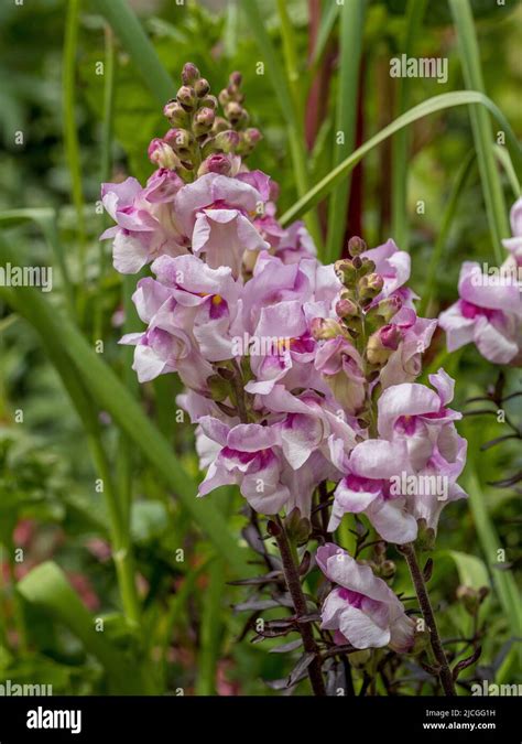 Antirrhinum Snapdragons Hi Res Stock Photography And Images Alamy