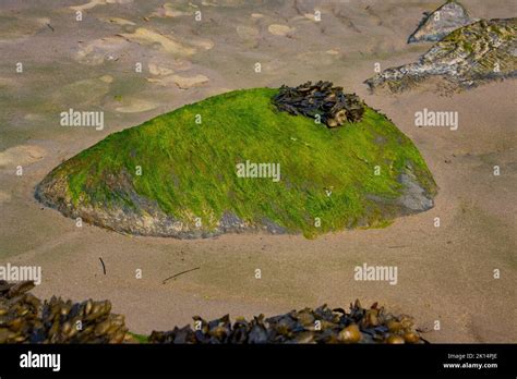 Rock Covered With Green Algae On The Beach Stock Photo Alamy