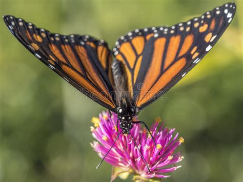 Borboleta De Monarca X28 Plexippus X29 Do Danaus Foto De Stock