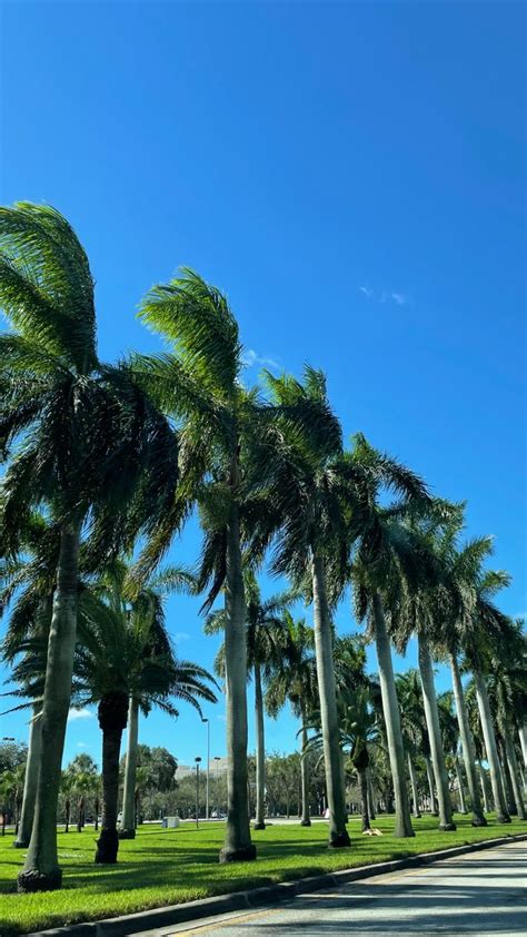 florida palm trees | Florida palm trees, Nature photography, Palm trees