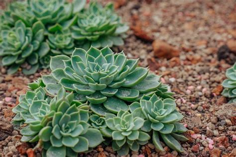 The Best Succulent Plants For Your Indoor Garden Succulent Source