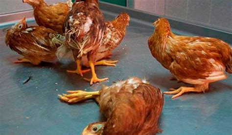 Enfermedades De Las Gallinas Y Sus S Ntomas