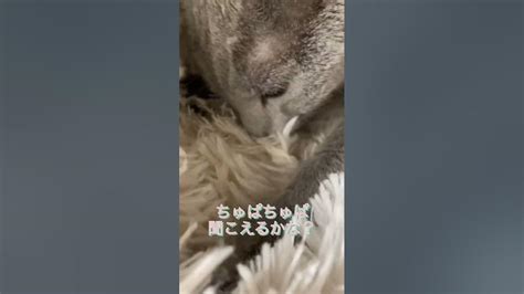 ちゅぱちゅぱ ふみふみ ぐるぐる ゴロゴロ ねこ 猫 Cat ねこのいる暮らし ねこのきもち Youtube