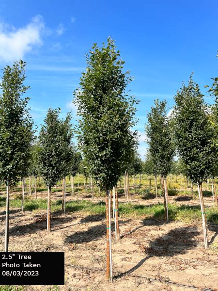 Zelkova Serrata Musashino Goodmark Nurseries