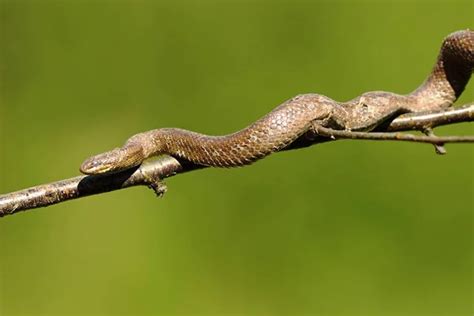 Serpiente Suave Trepando En La Rama Del Rbol