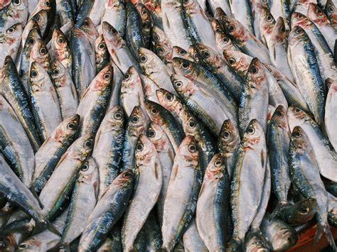 La Sardina: un piccolo pesce ricco di storia, nutrizione e valore