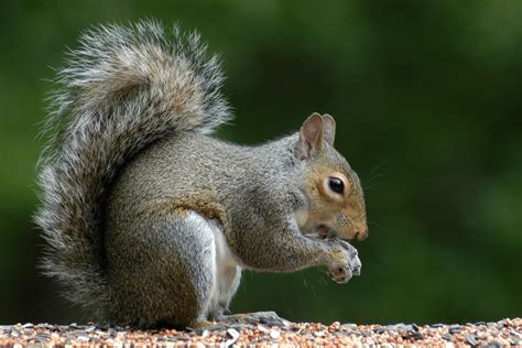 Squirrels – 10 Things You Must Know About These Nutty Creatures - Atlas ...