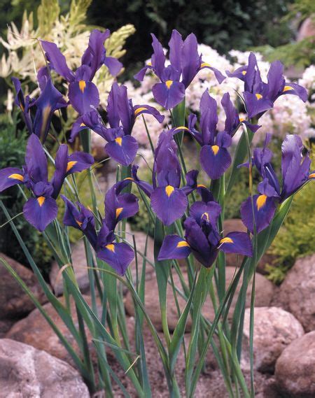 Dutch Iris Bulbs Purple Sensation Spring Garden Bulbs Pack 20 South