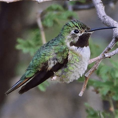 Broad Tailed Hummingbird Pajarito Environmental Education Center