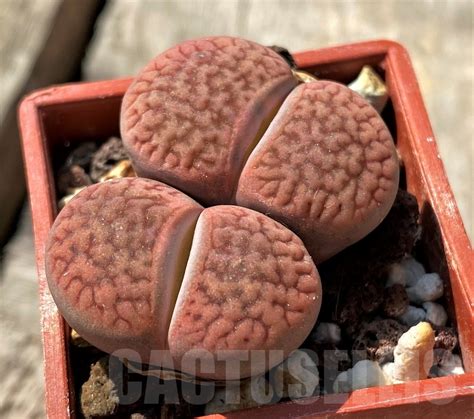 SHPR11992 Lithops hookeri v marginata C 053 Кактус онлайн