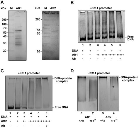 Electrophoretic Mobility Shift Assays Emsa A The Aft And Aft