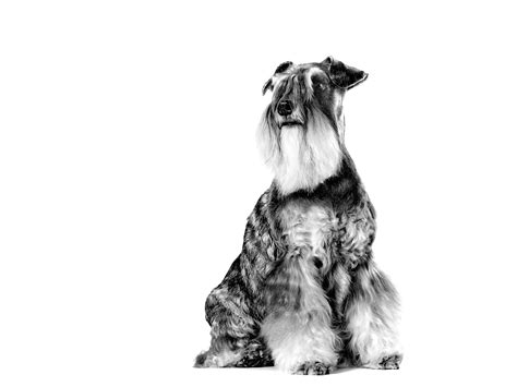 Miniature Schnauzer Adult Royal Canin Hu