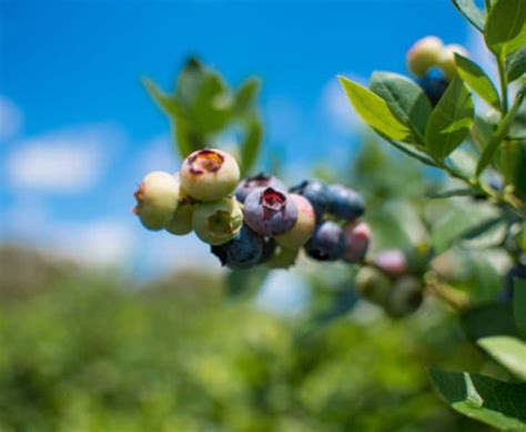 Blueberry Picking Michigan Best U Pick Blueberry Farms In Michigan