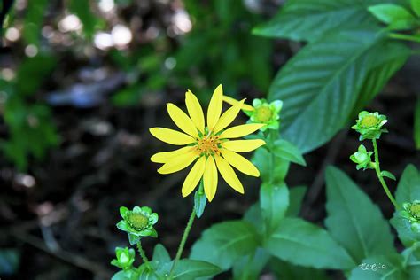 Florida Flowers Naples Starry Rosinweed Photograph By Ronald Reid