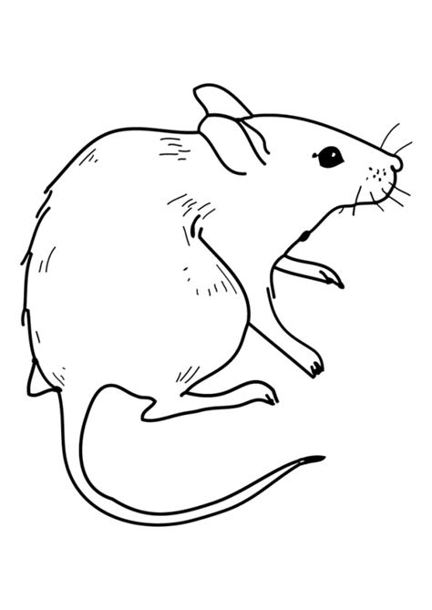 Coloriage Rat D Couper Dessin Gratuit Imprimer