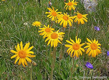 Arnika Arnica Montana