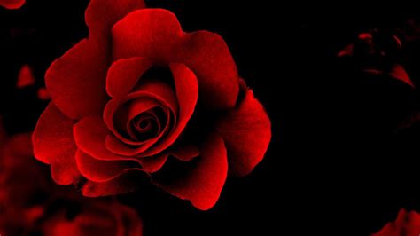 One Red Rose Hd Desktop Wallpapers Wallpaper Cave