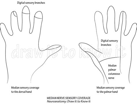 Gross Anatomy Glossary Median Nerve Digital Sensory Branches Ditki