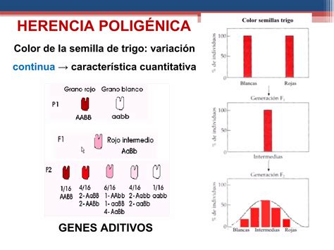 Clase Herencia Poligenica Y Multifactorial Ppt