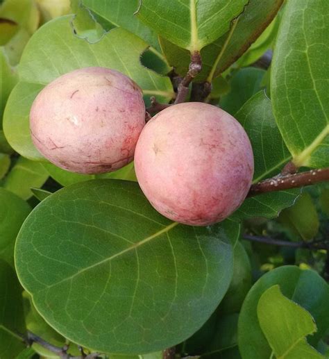 Icaco Chrysobalanus Icaco Live Fruit Tree 10in To 2 Ft Etsy