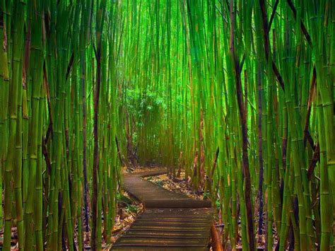 Green Bamboo Wallpapers - Wallpaper Cave