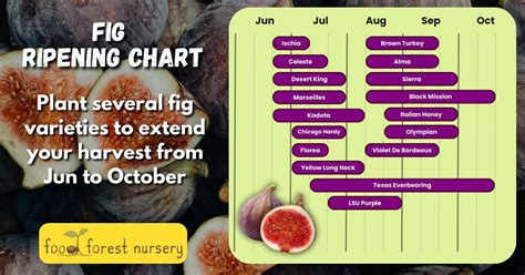 Fig Ripening Chart - When Are Figs In Season?