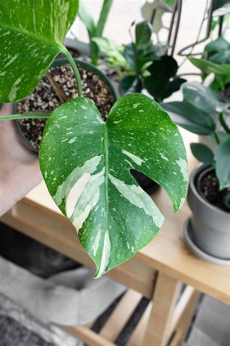 How To Care For The Stunning Thai Constellation Monstera