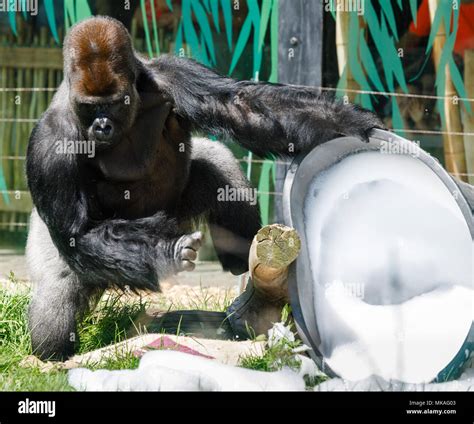 Male gorilla in gorilla kingdom in london zoo hi-res stock photography ...