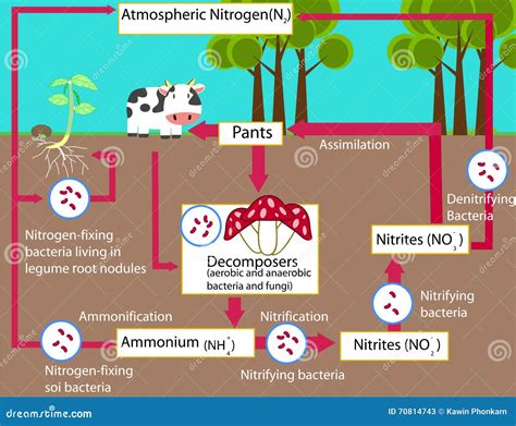 The Nitrogen Cycle Stock Vector Image 70814743