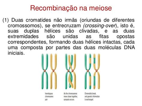 Recombinação Genética