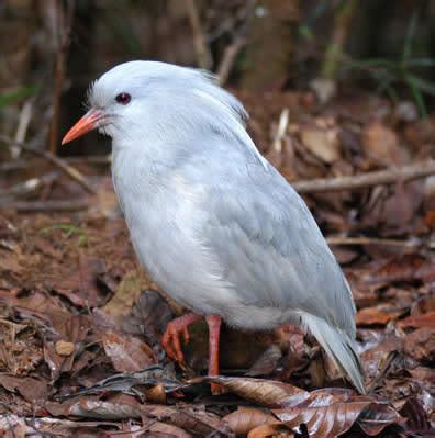 kagu bird discover fascinating facts  information
