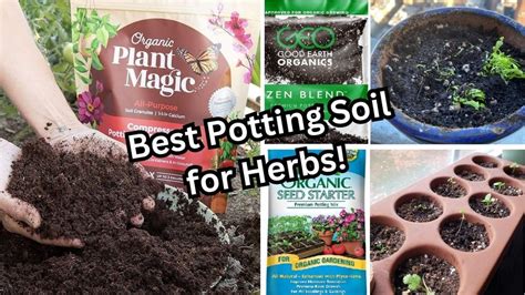 Grow Herbs at Home! Best Potting Soil for Herbs for Your Nutritional and Medicinal Needs