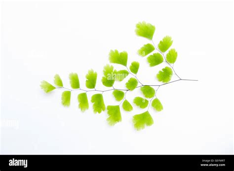 Delta Maidenhair Helecho Fotograf As E Im Genes De Alta Resoluci N Alamy